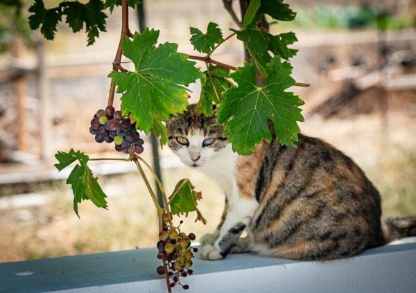 Summer Vibes Achlia Dış mekan fotoğraf